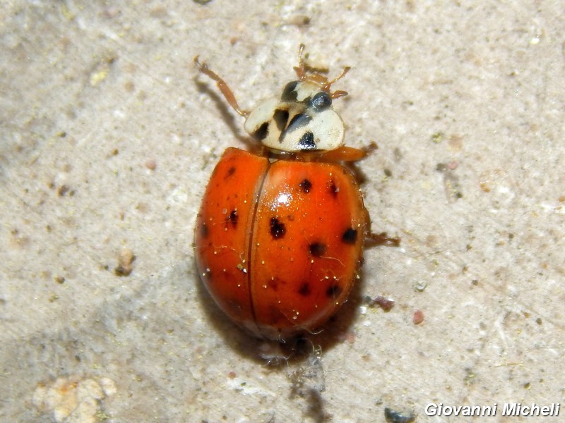 Coccinelle: tutte Harmonia axiridis